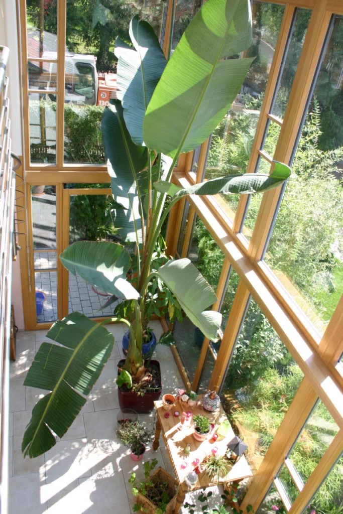 Blick von der Galerie des Wintergartens in Bubenreuth hinunter auf Bananenstaude, Tisch und Glasfront