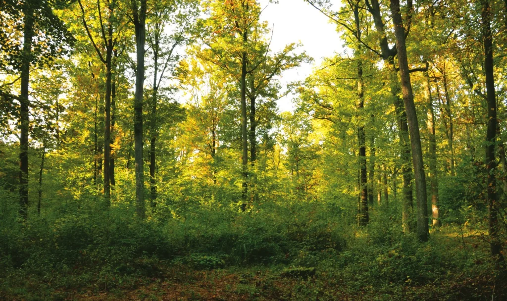 Laubwald im Sonnenlicht