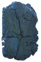 Hirnholz eines Holzbalkens